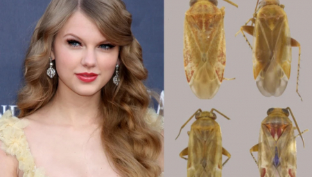 Meet ‘Swiftiephylus’, The Tiny Australian Bugs Inspired By Taylor Swift