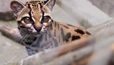 Bolivia’s Tiny Wild Cat Mistaken For A House Pet Turns Out To Be A New Species